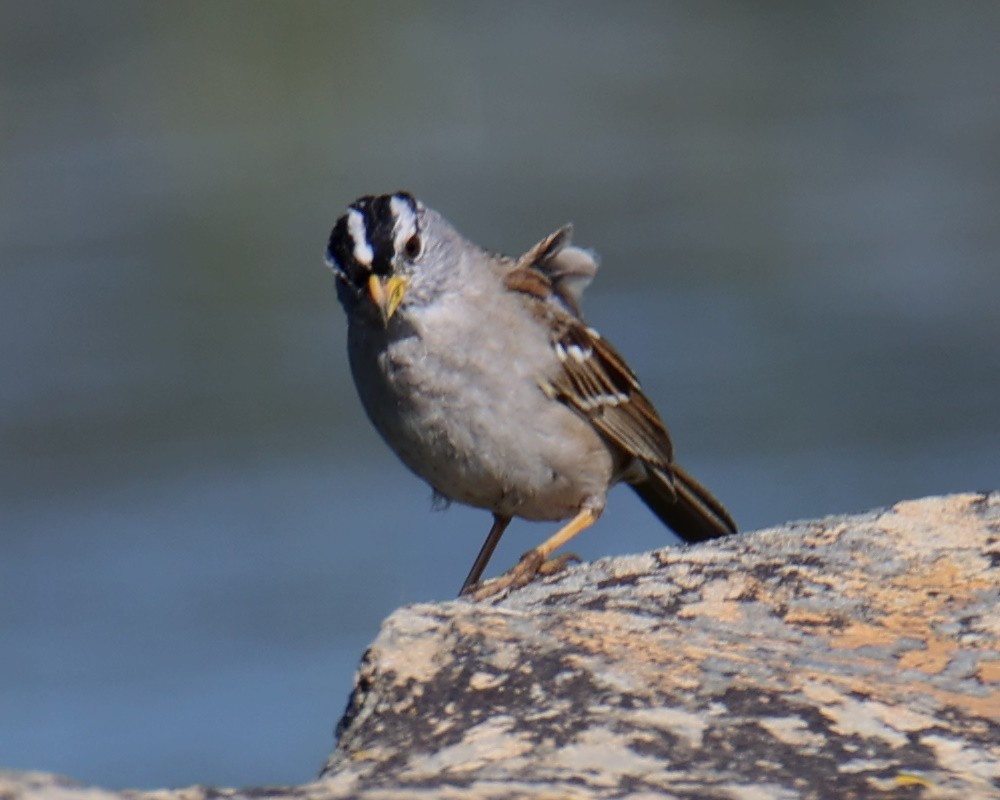 White-crowned Sparrow - ML618632354