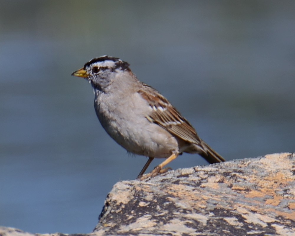 White-crowned Sparrow - ML618632355
