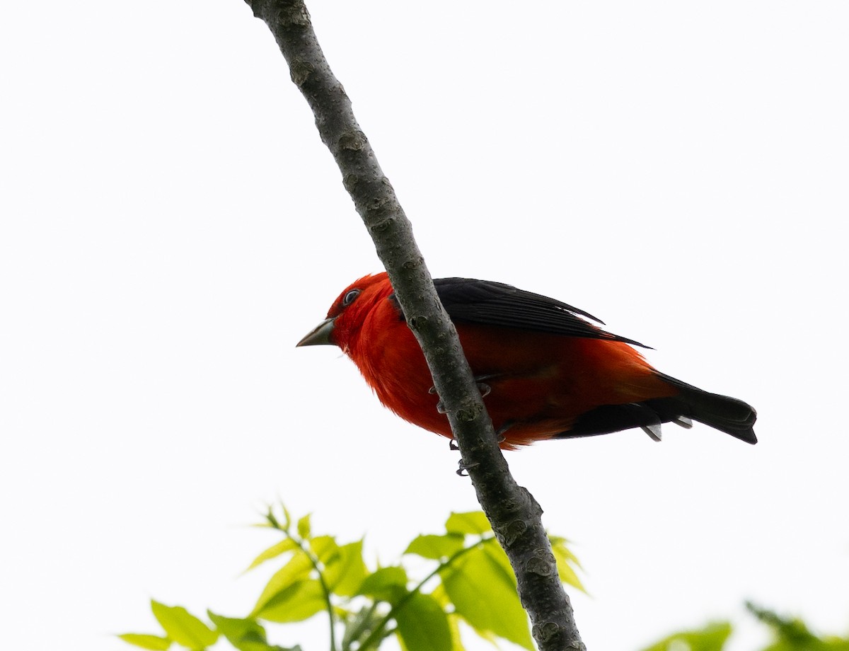 Scarlet Tanager - ML618632356
