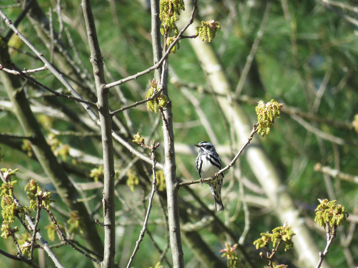 Black-and-white Warbler - ML618632361