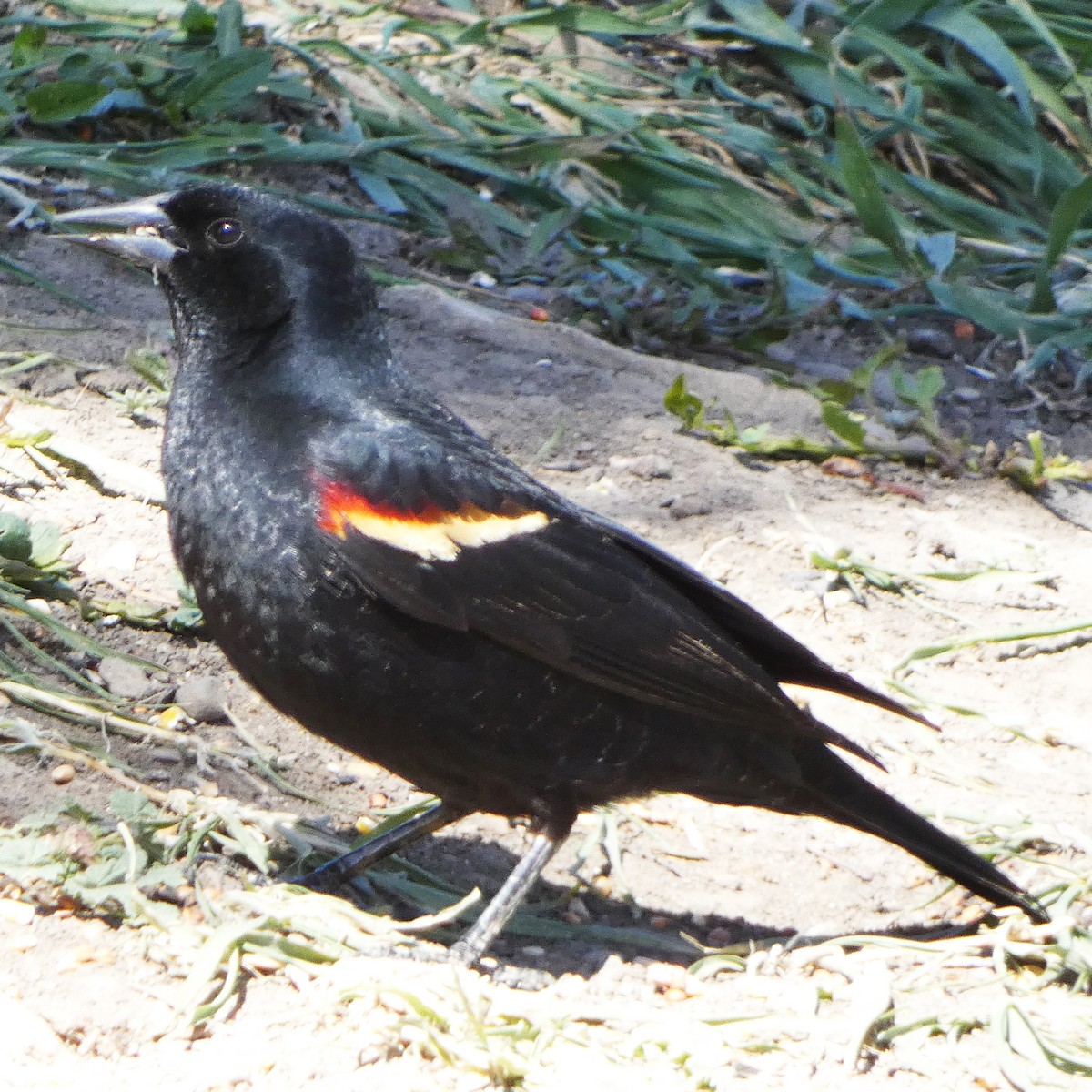 Red-winged Blackbird - C Fred Zeillemaker