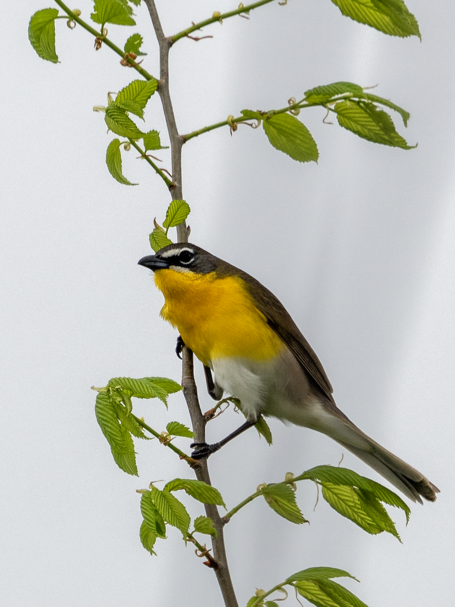 Yellow-breasted Chat - ML618632388