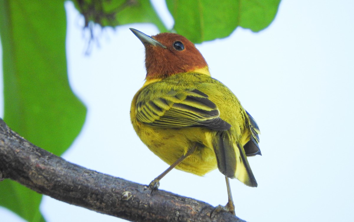 Yellow Warbler (Mangrove) - ML618632405