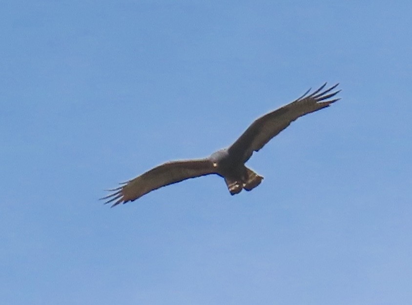 Zone-tailed Hawk - ML618632444