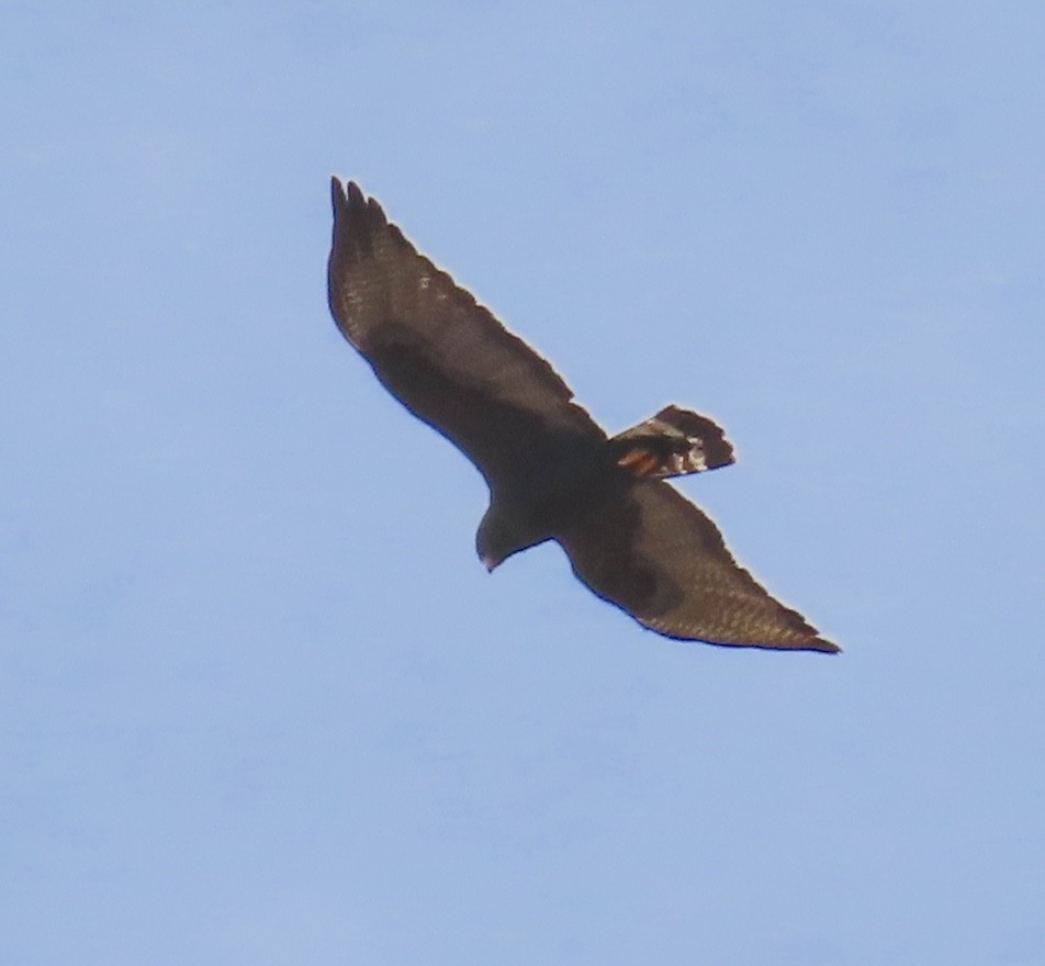 Zone-tailed Hawk - ML618632445