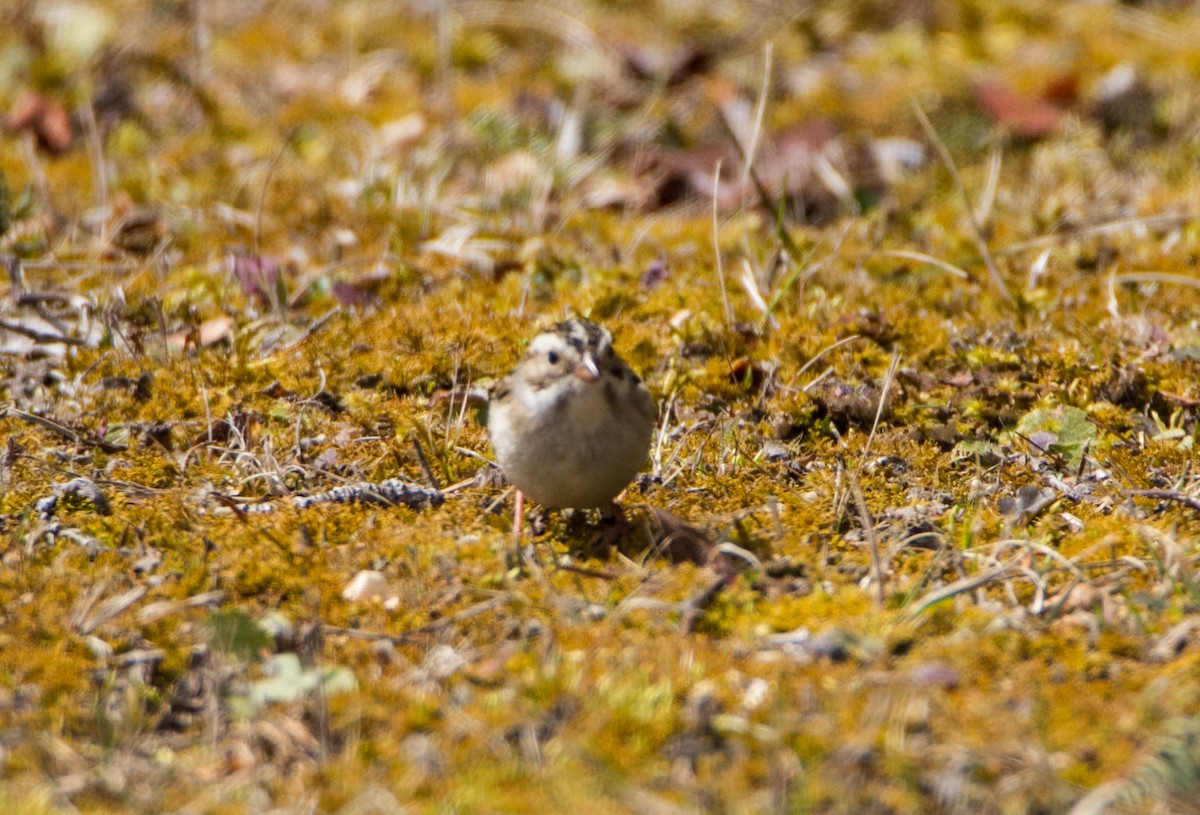Clay-colored Sparrow - Susan Fagan