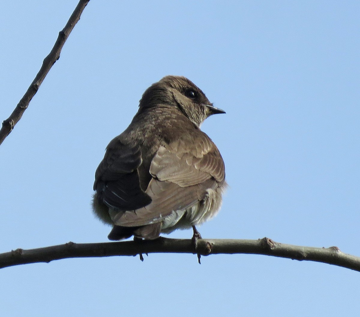 Northern Rough-winged Swallow - ML618632499