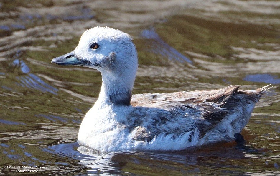 Long-tailed Duck - ML618632585