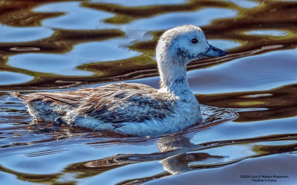 Long-tailed Duck - Lisa Walker-Roseman