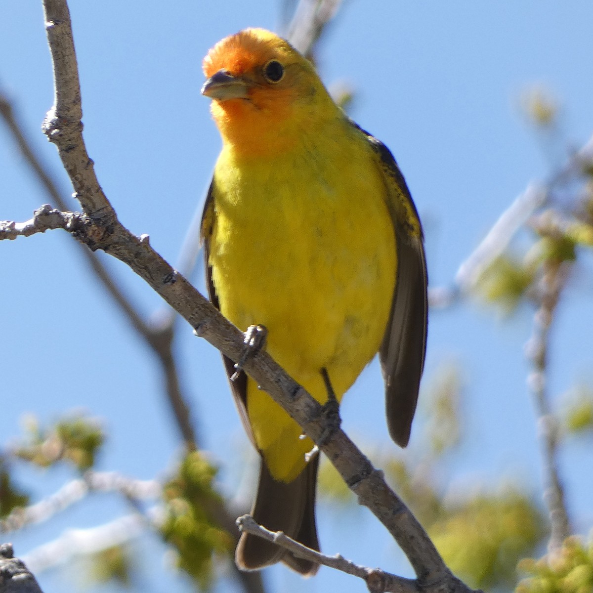 Western Tanager - ML618632610
