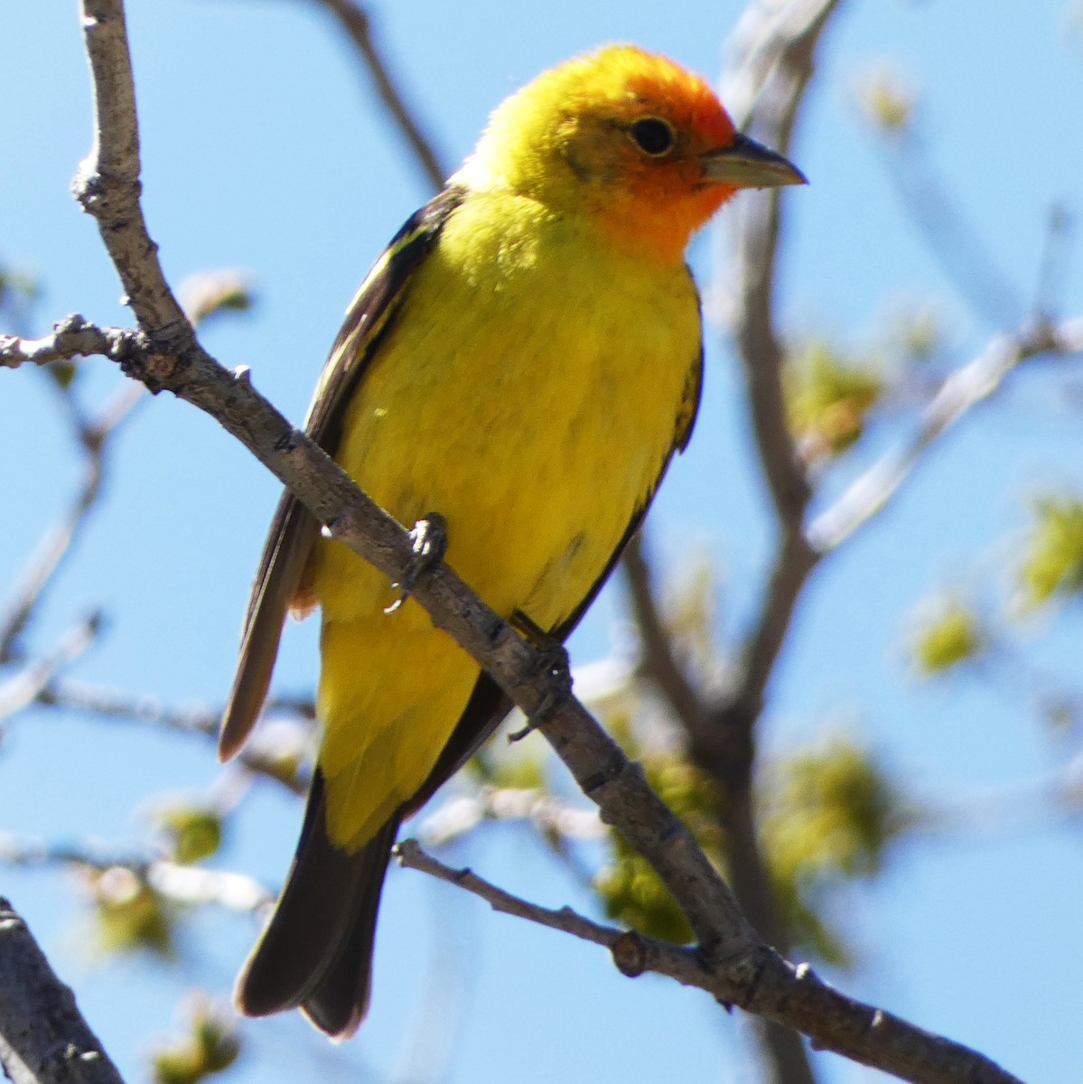 Western Tanager - ML618632631