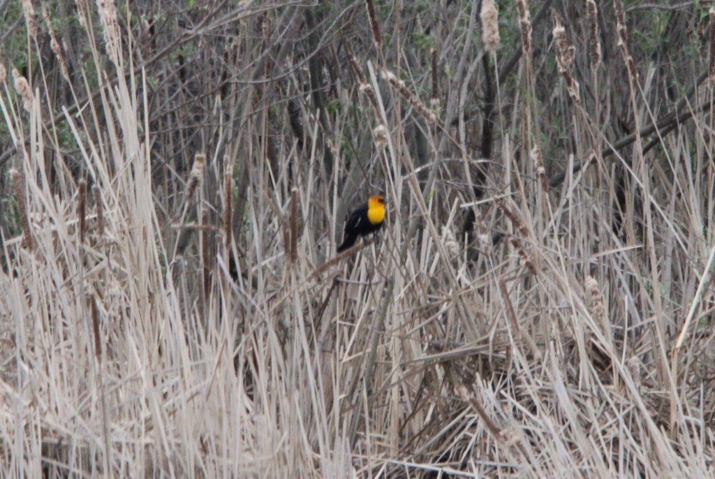 Yellow-headed Blackbird - ML618632648