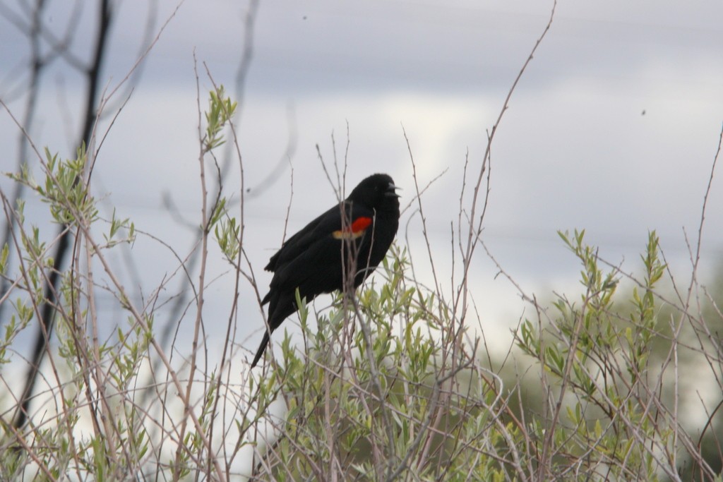 Red-winged Blackbird - ML618632653