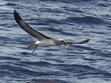 Buller's Albatross - ML618632657