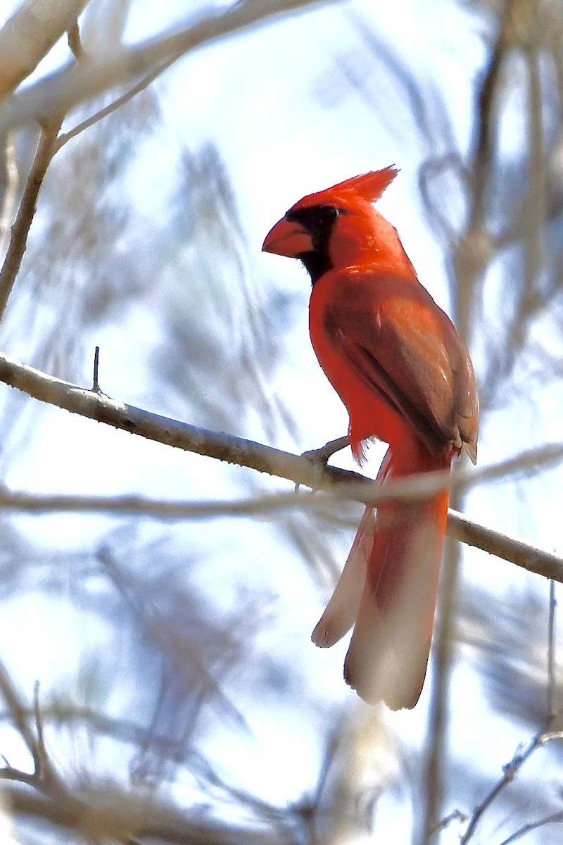 Northern Cardinal (Long-crested) - ML618632658