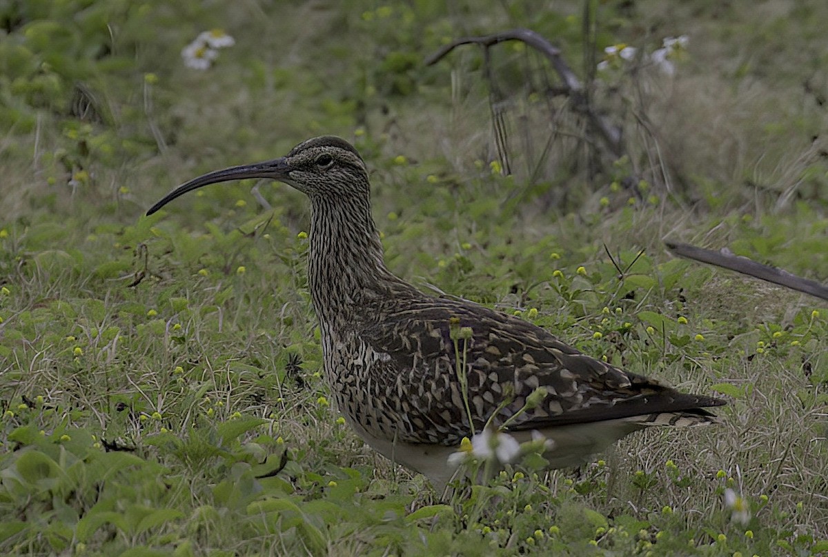 Bristle-thighed Curlew - ML618632663