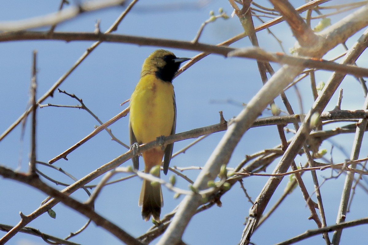 Orchard Oriole - ML618632682