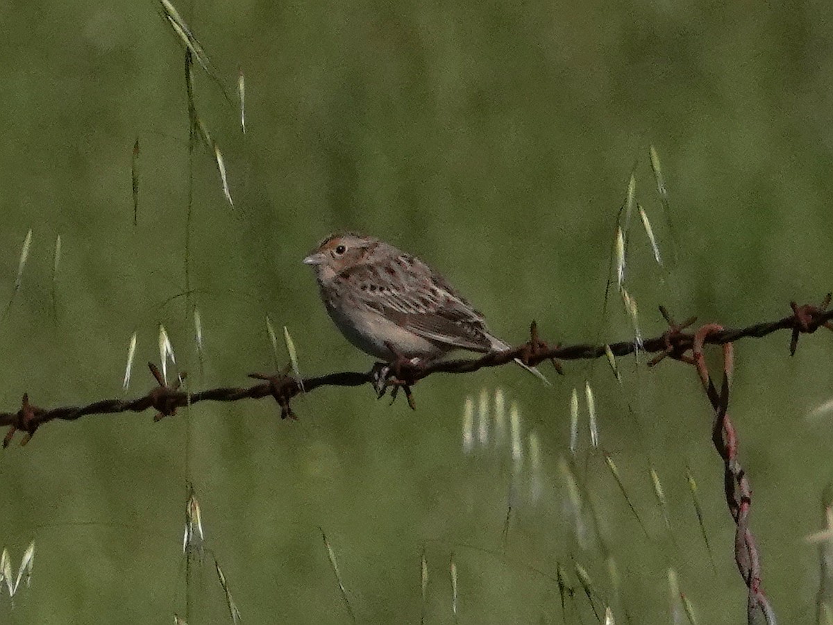 Grasshopper Sparrow - ML618632688