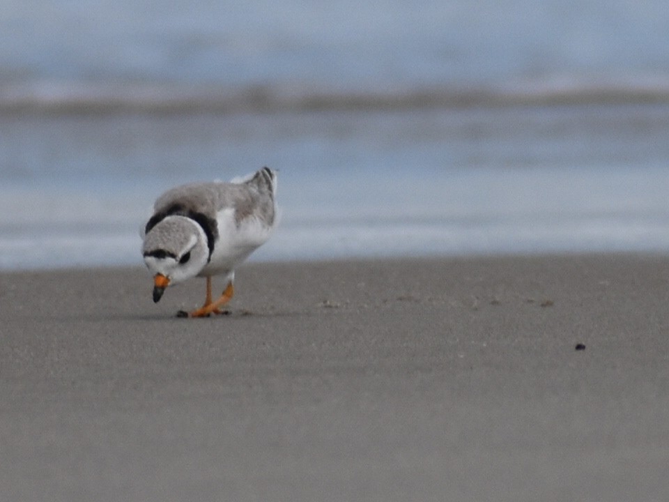 Semipalmated Plover - ML618632717