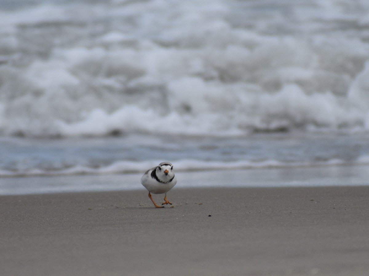 Semipalmated Plover - ML618632718