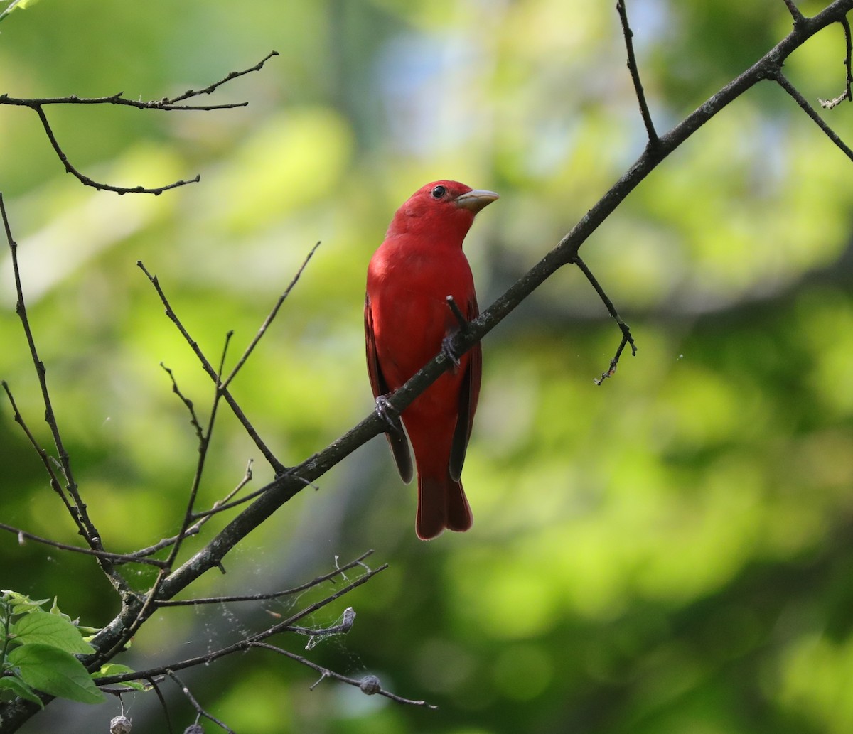 Scarlet Tanager - ML618632795
