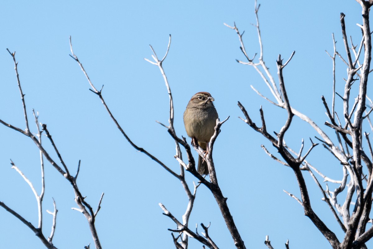 Rufous-crowned Sparrow - ML618632796