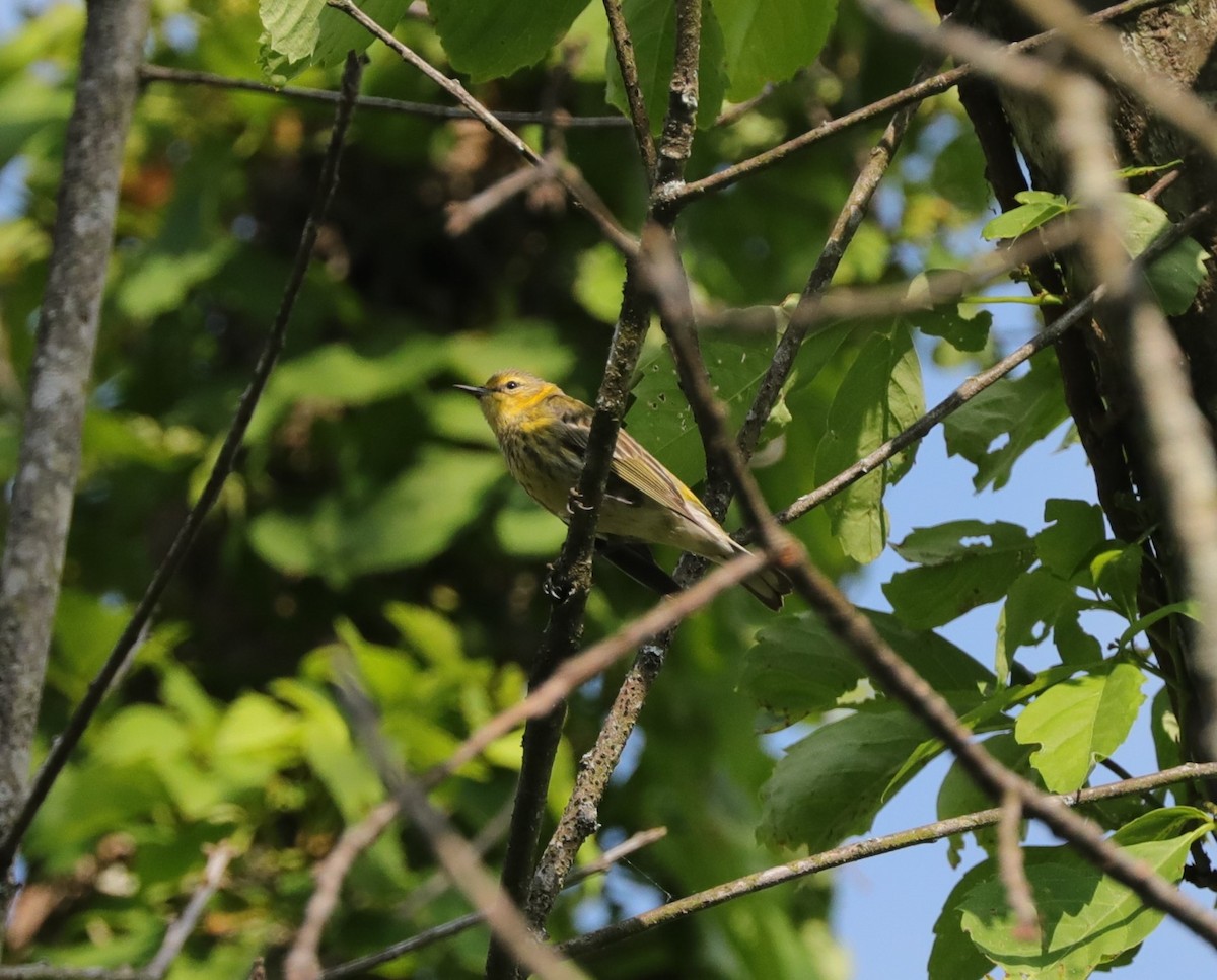 Cape May Warbler - ML618632801