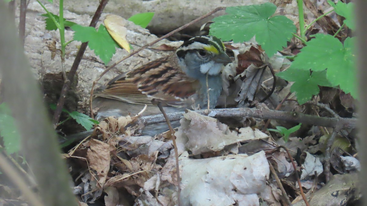 White-throated Sparrow - ML618632804