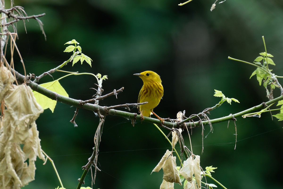 Yellow Warbler (Northern) - ML618632807
