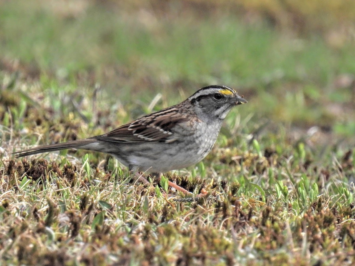 White-throated Sparrow - ML618632825