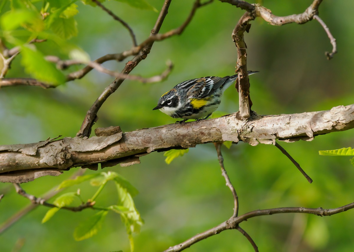 Yellow-rumped Warbler (Myrtle) - ML618632827