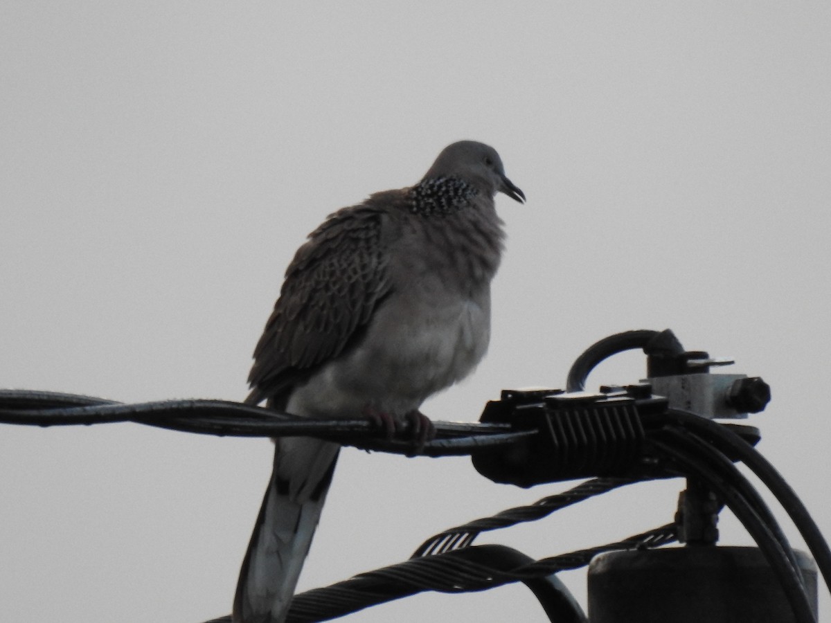 Spotted Dove - ML618632869