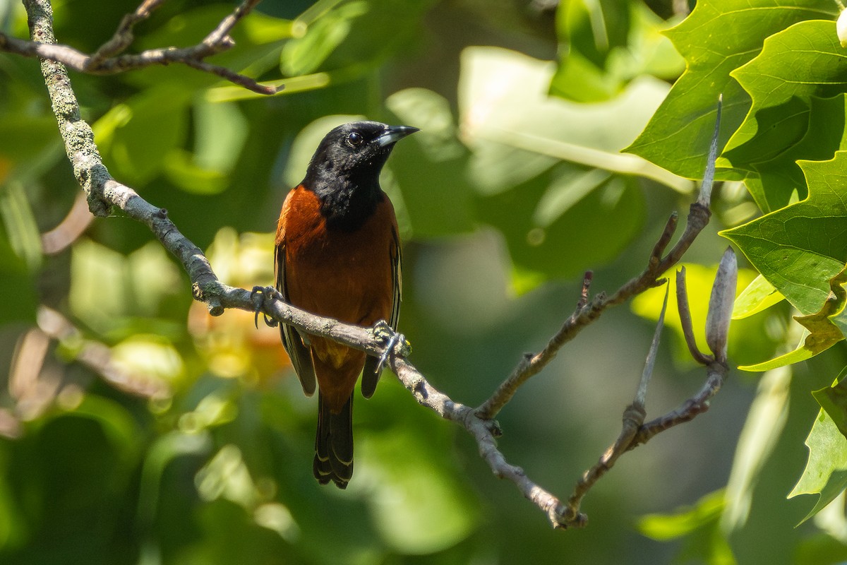 Orchard Oriole - ML618632892