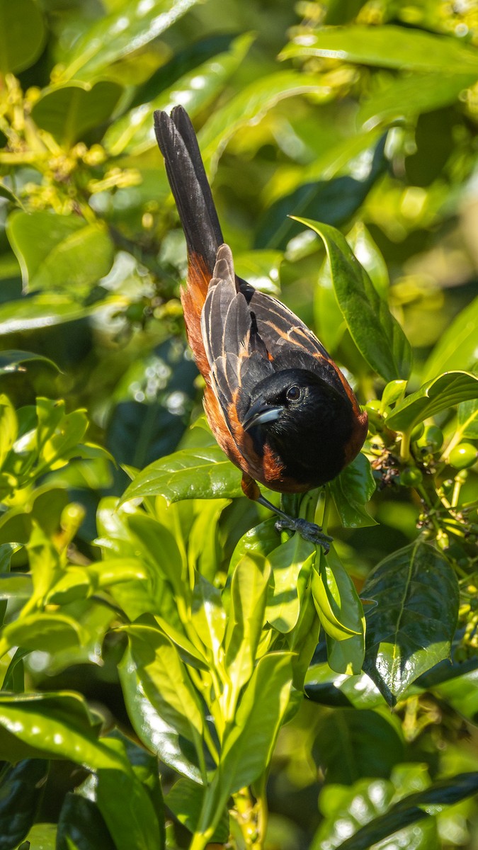 Orchard Oriole - ML618632894