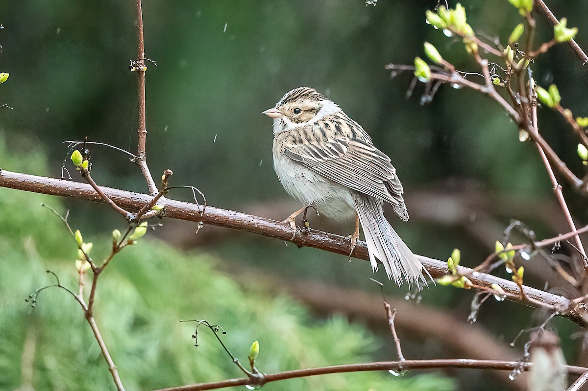 Clay-colored Sparrow - ML618632973