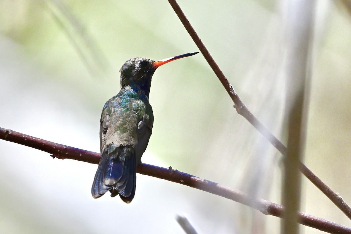 Turquoise-crowned Hummingbird - ML618632988