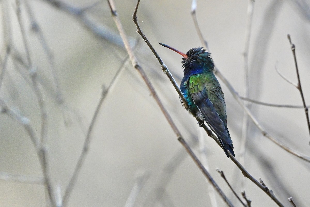 Turquoise-crowned Hummingbird - ML618632993