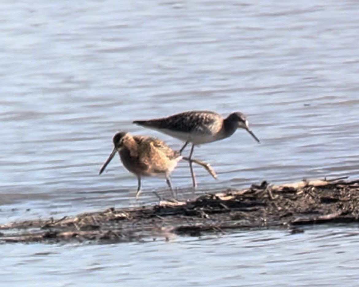 Long-billed Dowitcher - ML618632998