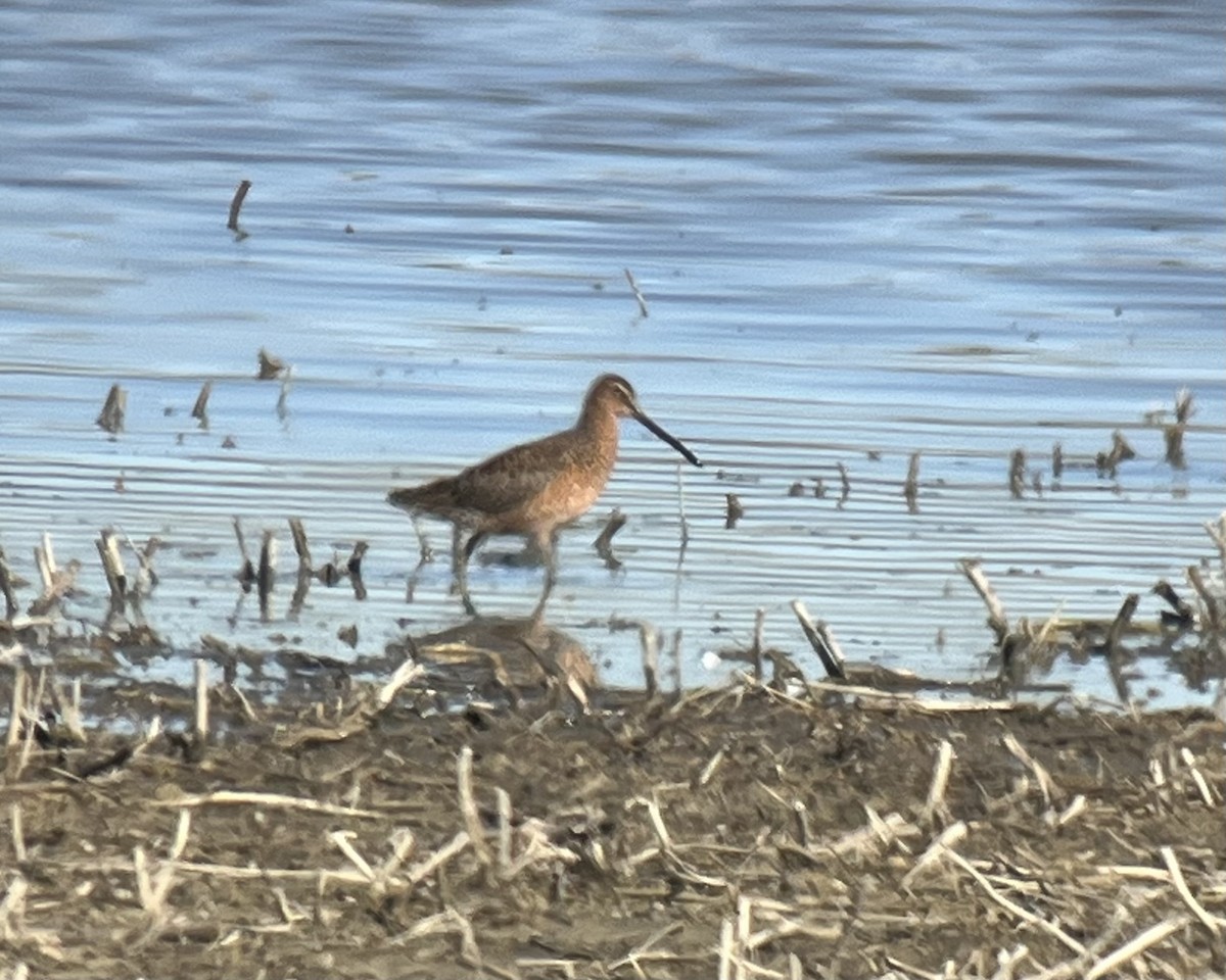 Long-billed Dowitcher - ML618633013