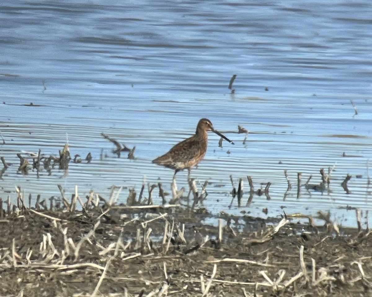 Long-billed Dowitcher - ML618633014