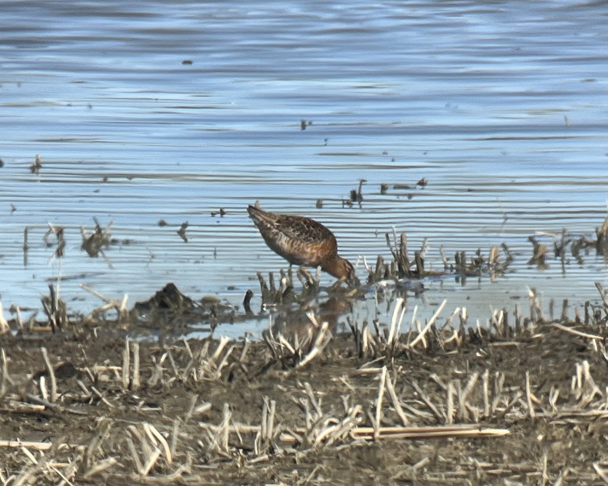 Long-billed Dowitcher - ML618633015