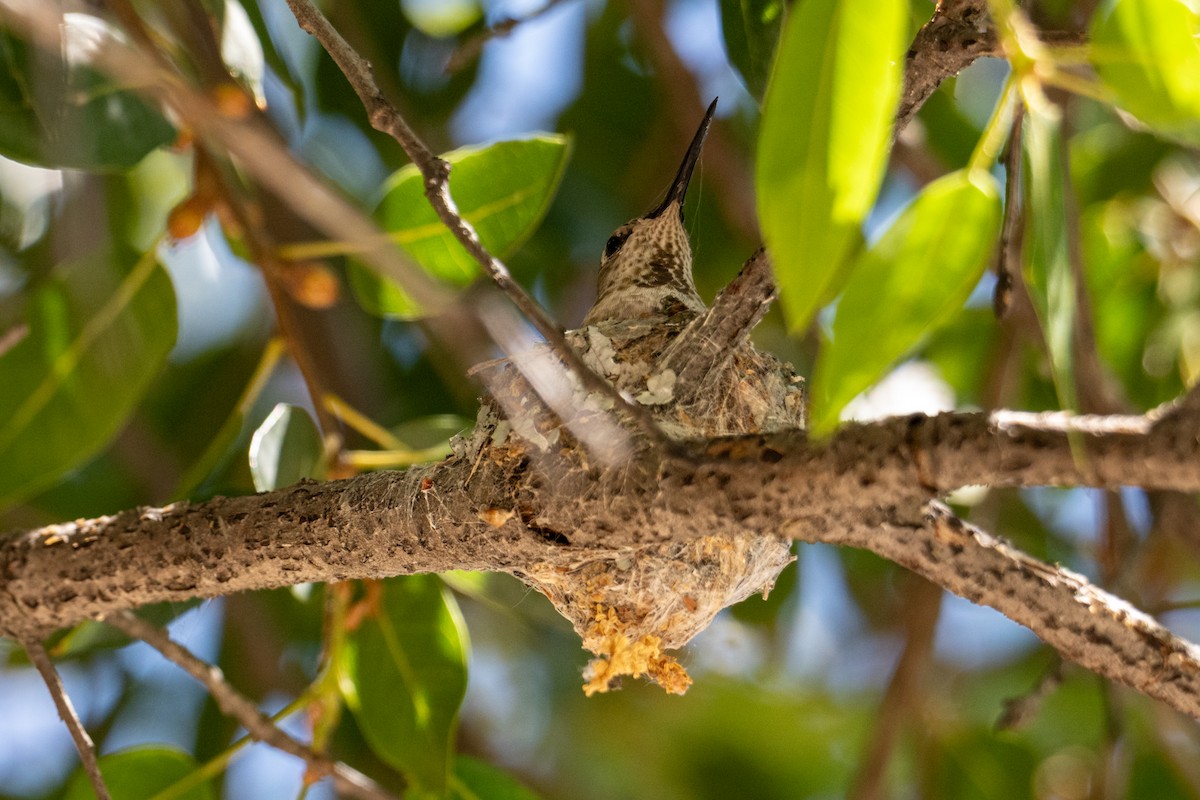 Anna's Hummingbird - ML618633036