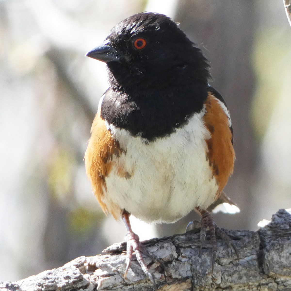 Spotted Towhee - ML618633059