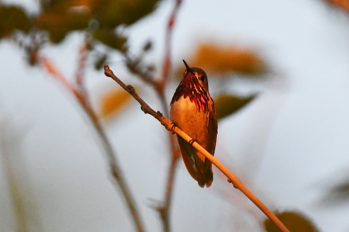 Calliope Hummingbird - ML618633060