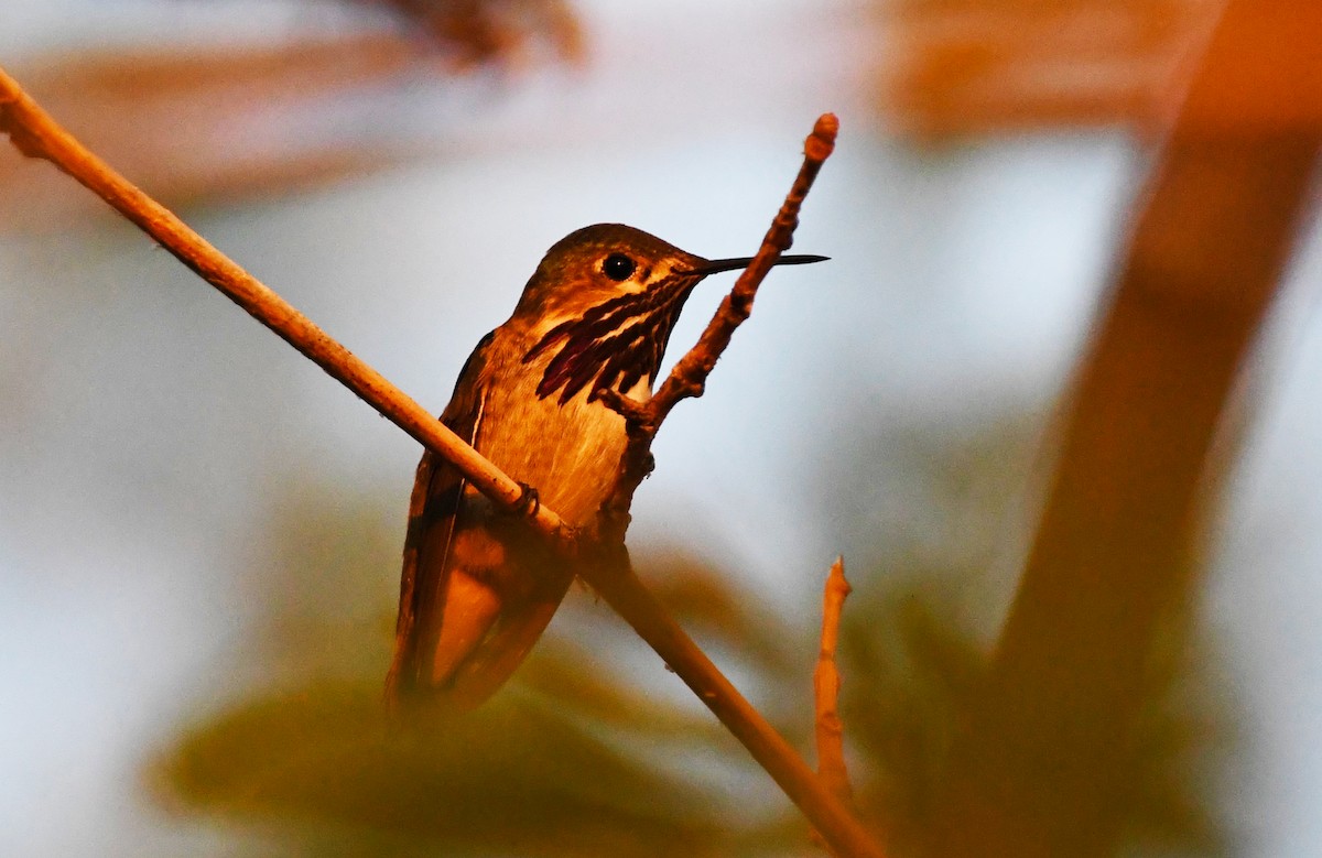 Calliope Hummingbird - ML618633063