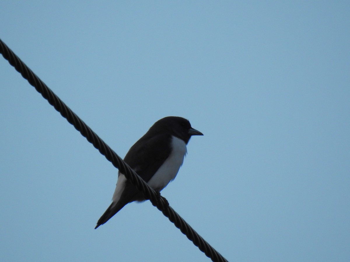 White-breasted Woodswallow - ML618633076