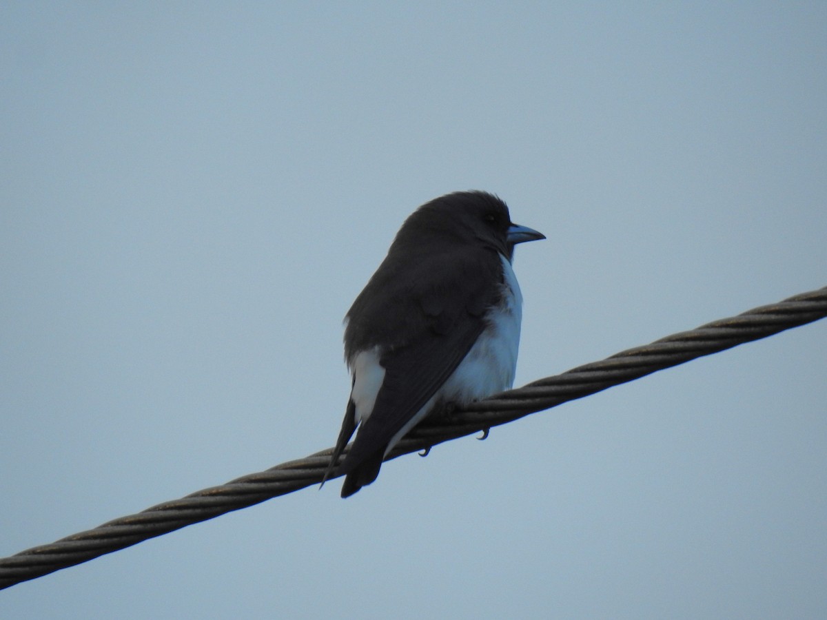 White-breasted Woodswallow - ML618633080
