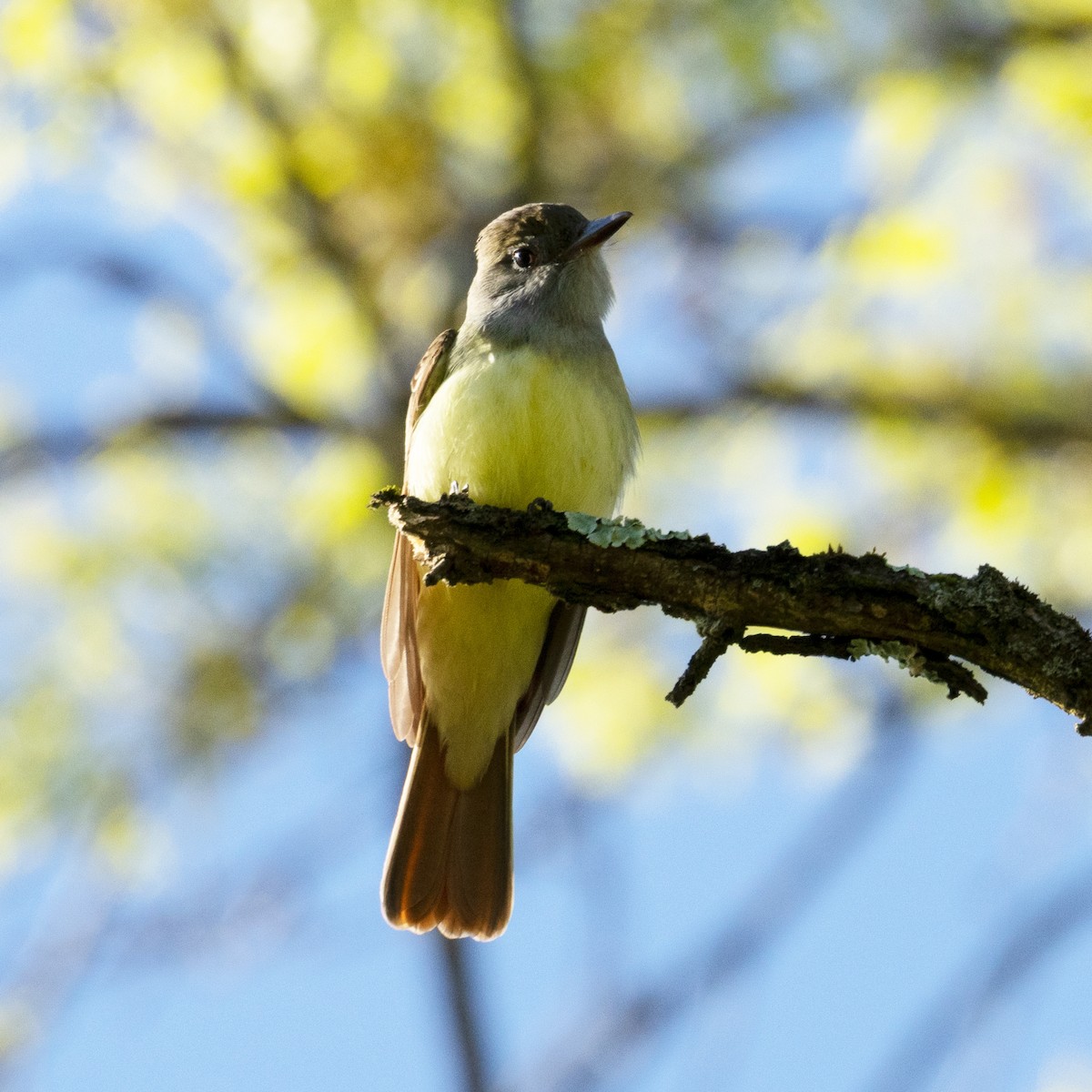 Great Crested Flycatcher - ML618633098