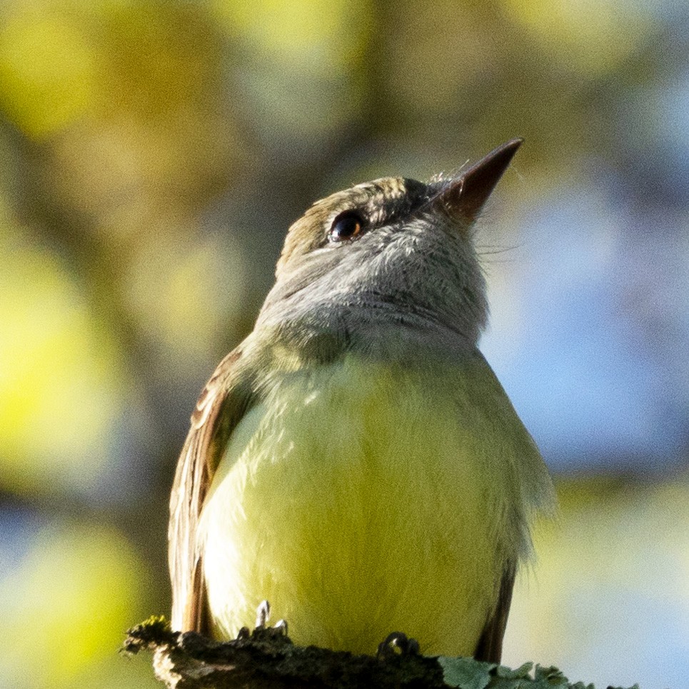 Great Crested Flycatcher - ML618633103