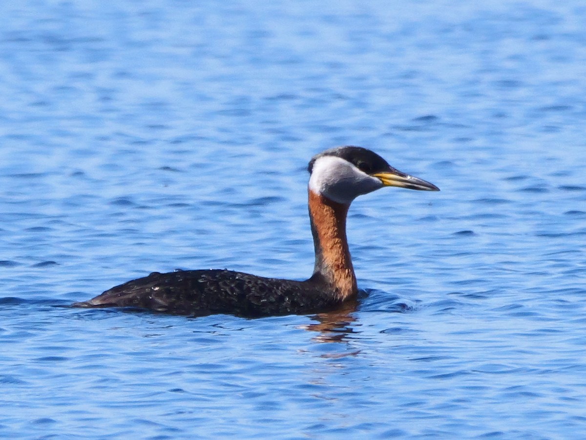 Red-necked Grebe - ML618633111